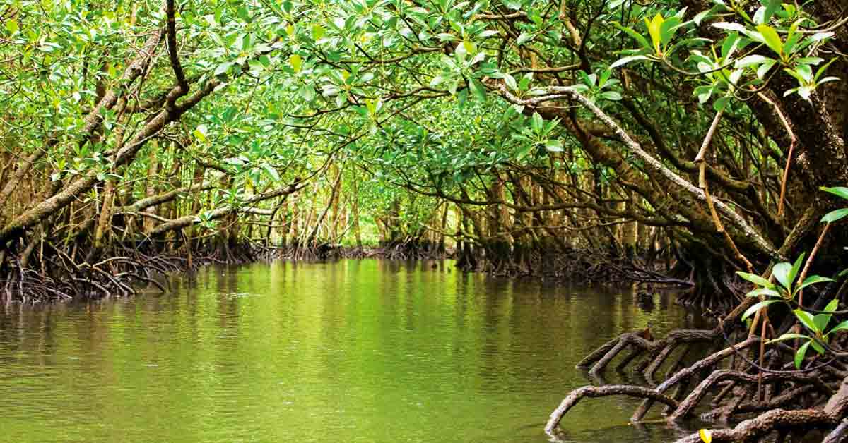 manglares de tuxpan